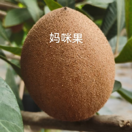 灵山县营养钵/营养杯 妈咪果树苗 新品种麻美果树 带营养杯发货 南北庭院盆栽