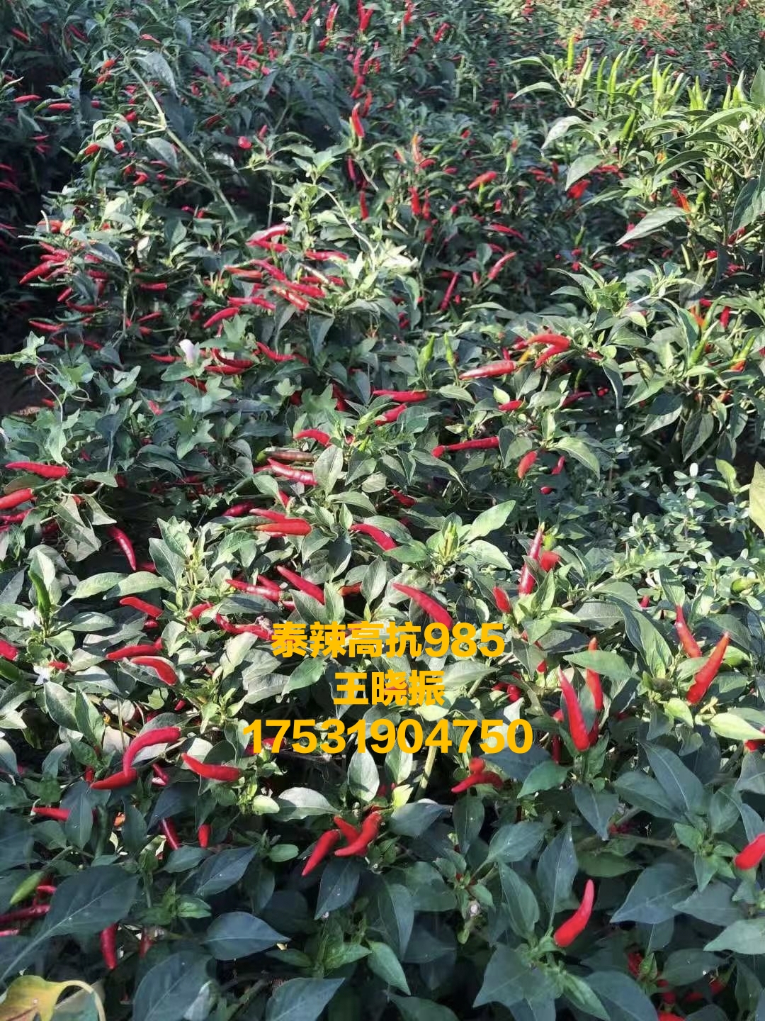 满天星干辣椒 贵州遵义满天星
