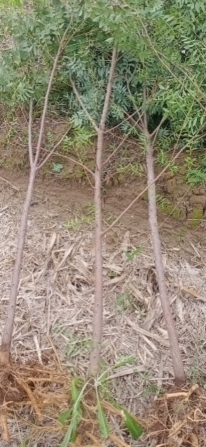 绛县文冠果树苗开花坐果率高，苗木质量好。量大价格优。自己家苗