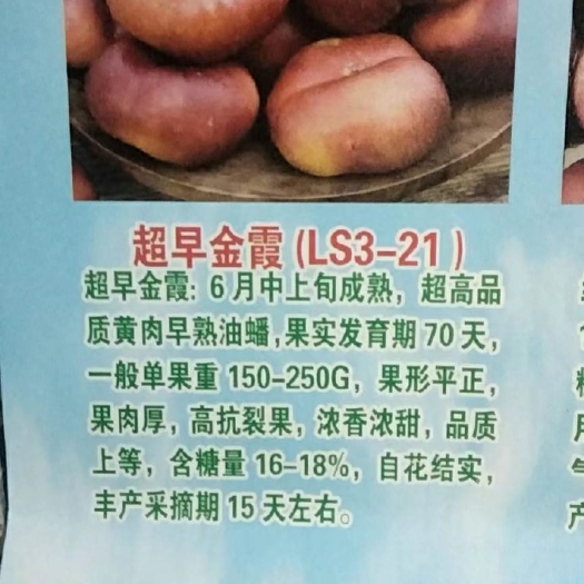 油蟠桃苗  油蟠桃树苗大量上市新品种桃苗 开始预定了 蟠桃系