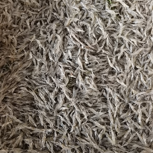 潜江市米虾