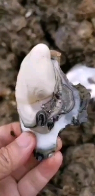 佛山正宗台山生蚝场地直销