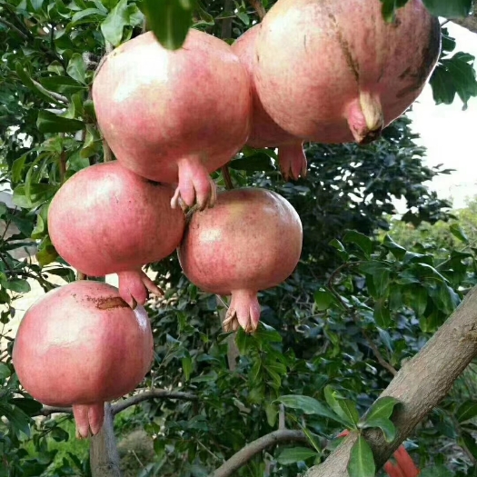 礼泉县红石榴  石榴