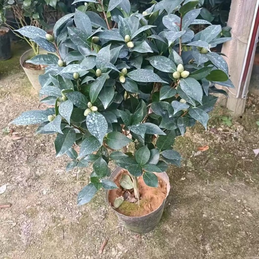 漳平市香妃茶花五色赤丹大红赤丹基地直销23杯山茶花精品茶花基地直