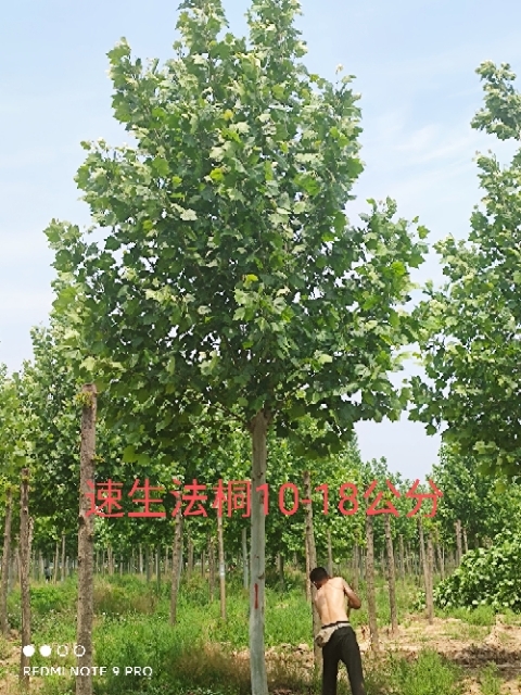 冠县法国梧桐  法桐，泡桐8-25公分