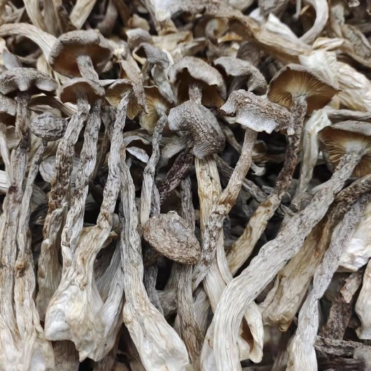 鹿茸菇 鹿茸菇一手货源批发
