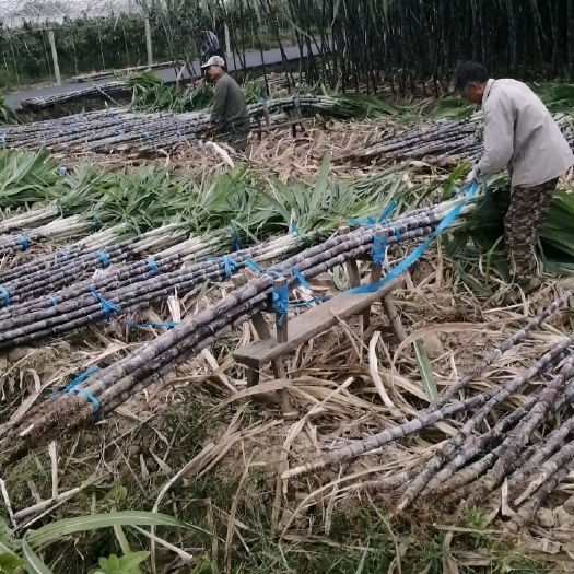 大棚甘蔗黑皮甘蔗糖分高节位漂亮