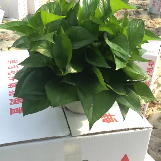 180绿萝盆栽鲜活绿植物花卉室内吸甲醛吊兰盆景长藤大叶绿箩基