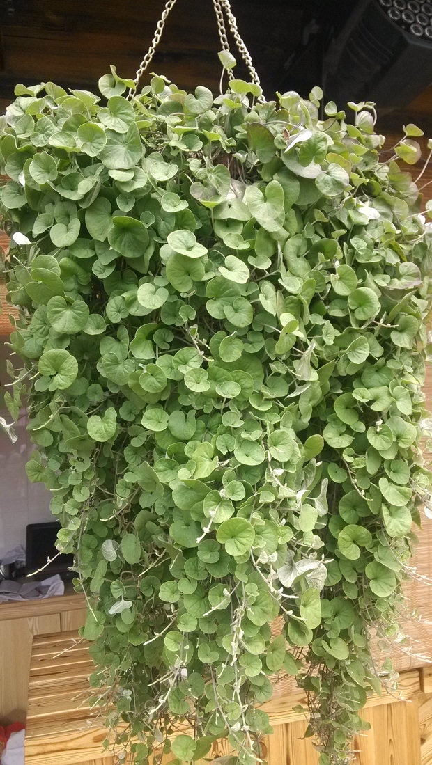 铜钱草种子小金钱草马蹄金种子阳台垂吊植物耐阴易种成活高