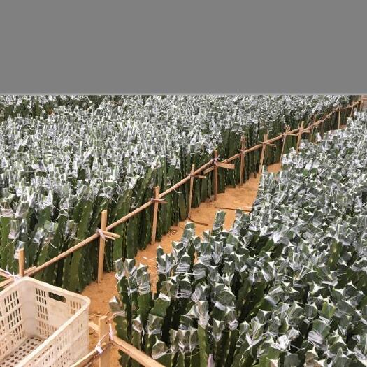 广州嫁接技工  火龙果现场嫁接全包，燕窝火龙果嫁接，燕窝火龙果