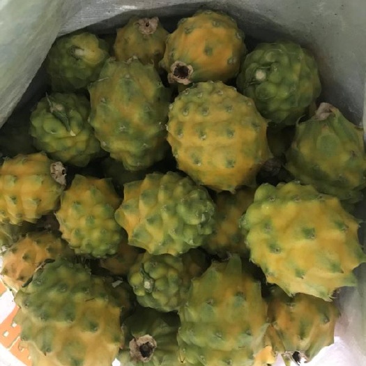 景洪市厄瓜多尔燕窝火龙果苗  麒麟果苗 黄皮火龙果苗