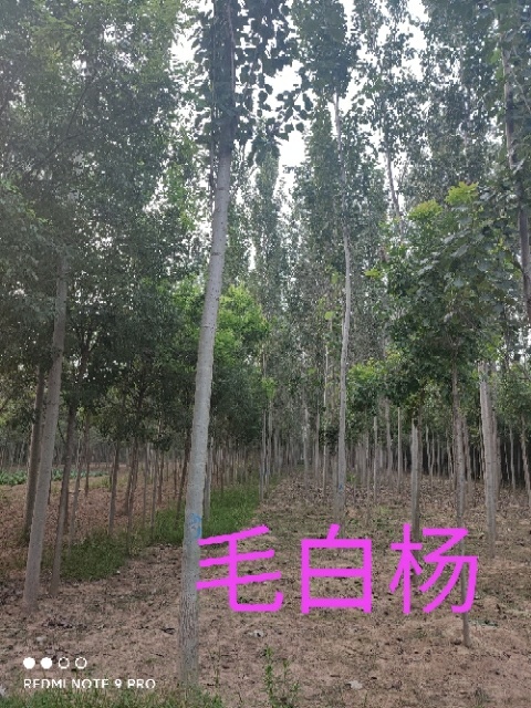 冠县毛白杨  速生杨 意杨  新缰杨