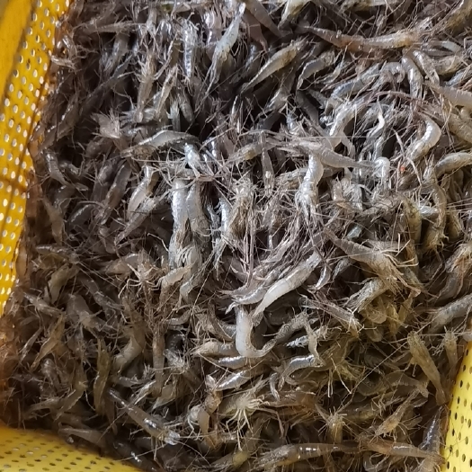 潜江市草虾