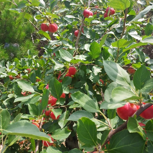 围场县K9苹果苗 123苹果树苗，沙果树苗，龙丰树苗，鸡心果树苗