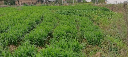 霍山县岳西小黄姜