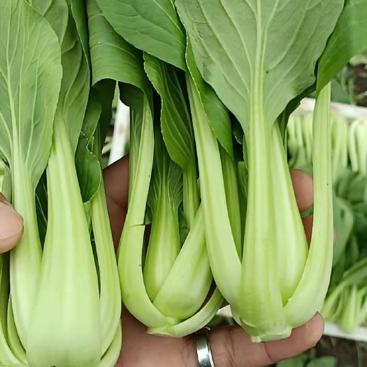 太和县毛白菜  青菜  小白菜万亩种植基地