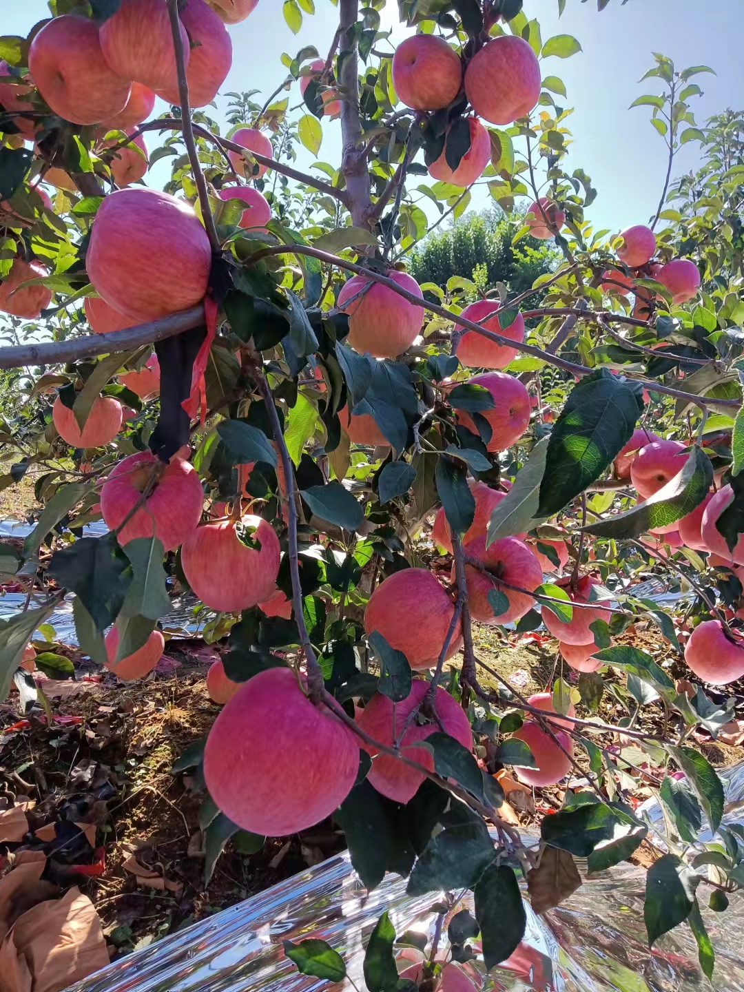 寒富苹果，表光好，红度好，口感好，果型好