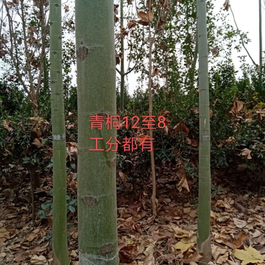 徐州青桐 3~3.5米 10~12公分 16~20公分 2~3米 带土球发货 