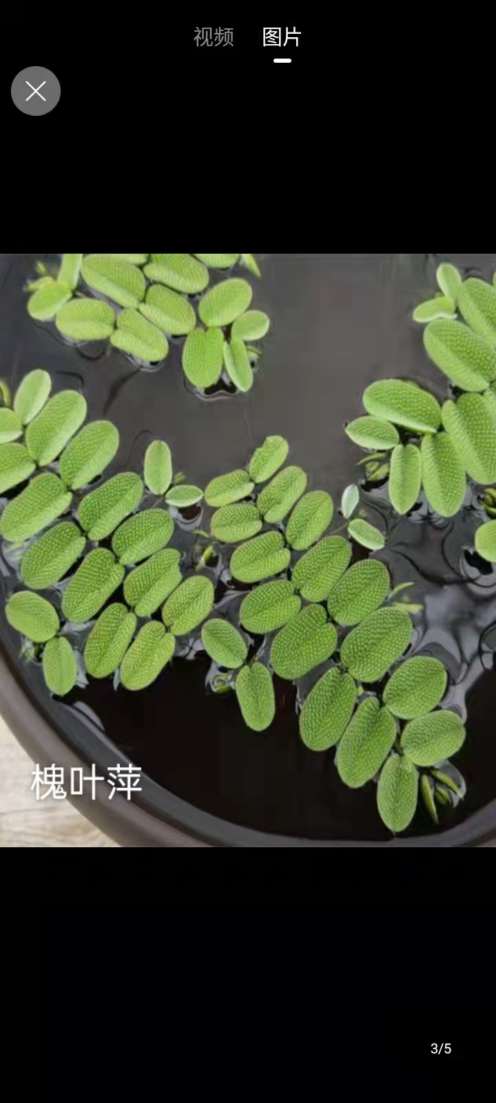 鹿寨县浮萍  槐叶萍