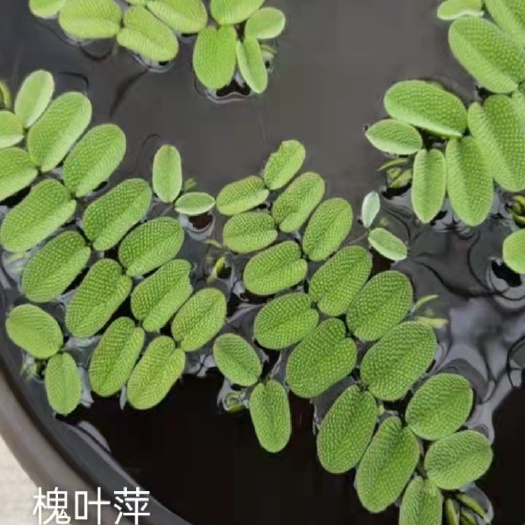 浮萍  槐叶萍