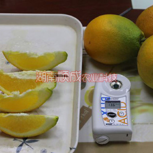 脐橙树苗新品种 青秋脐橙苗 风味浓郁 果大味甜蜜