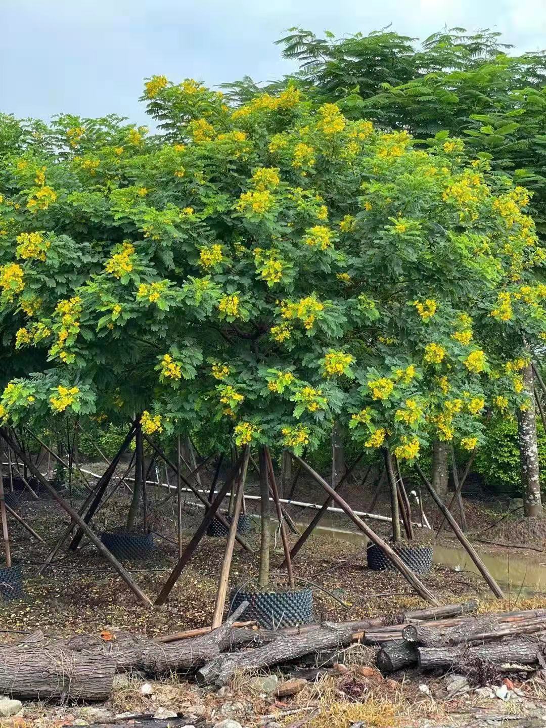  黃花槐大型苗木綠植苗場直銷