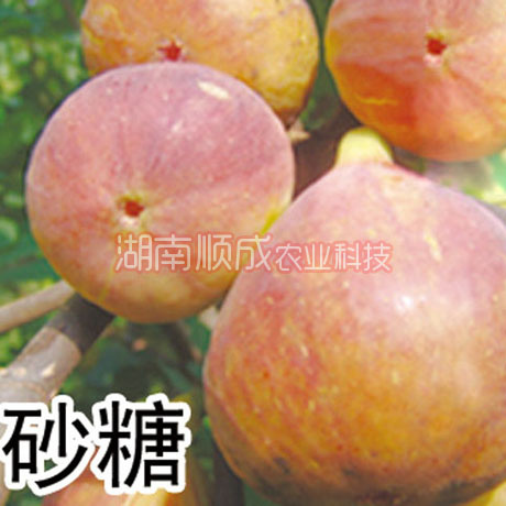 无花果树苗  无花果新品种砂糖无花果苗 当年可结果 南北适合