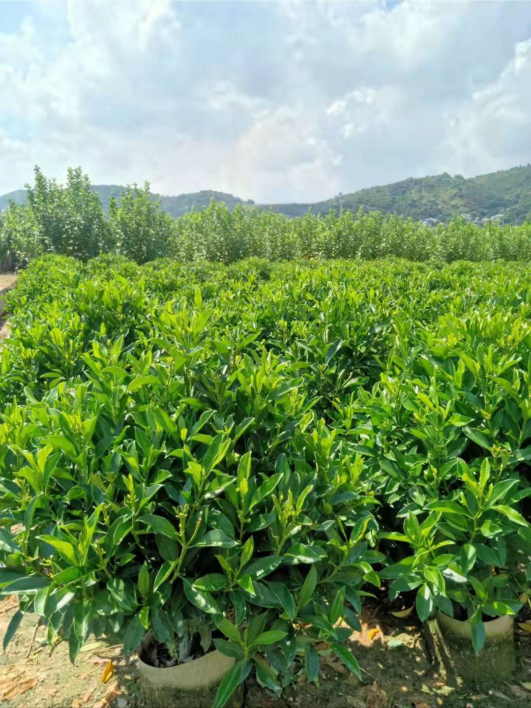  非洲茉莉