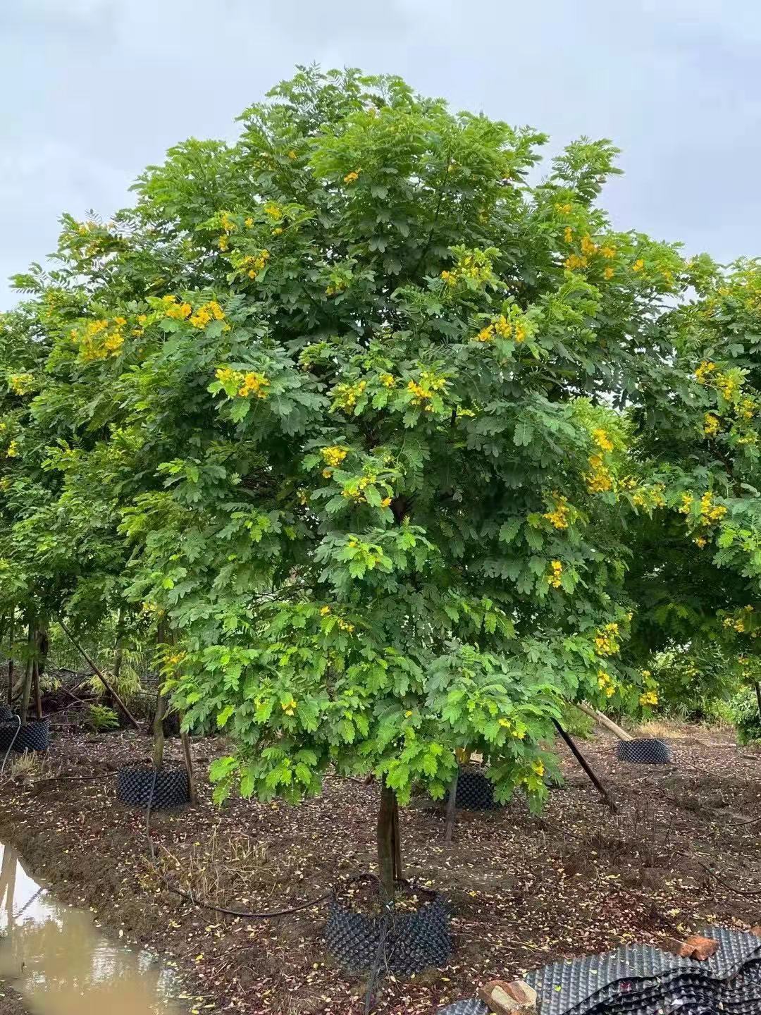  黃花槐大型苗木綠植苗場直銷