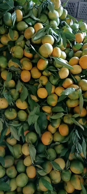 丹江口市蜜桔 蜜橘产地一手货源，毛毛钱