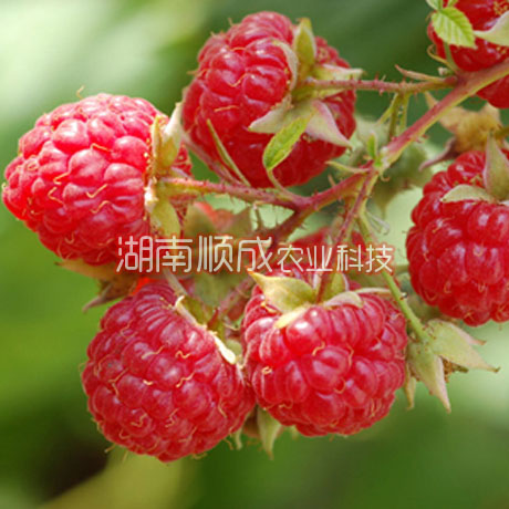 益阳美洲红树莓苗一品红树莓苗 味甜爽口，香气浓郁 当年结果