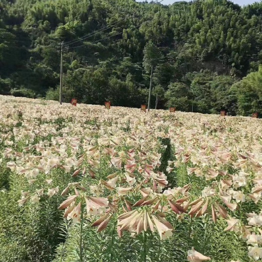 成都百合种子 龙牙百合种球，量大从优，提供种植技术，及后续回收