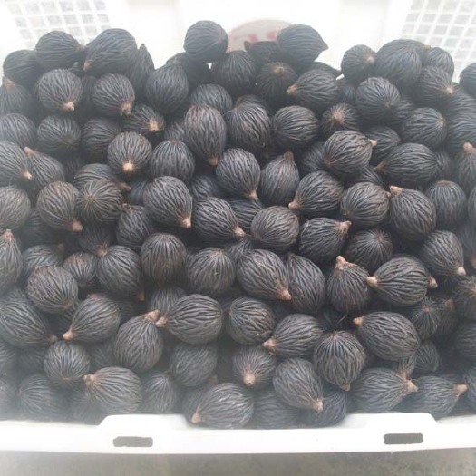 乐东县狐尾椰种子棕榈科植物种籽