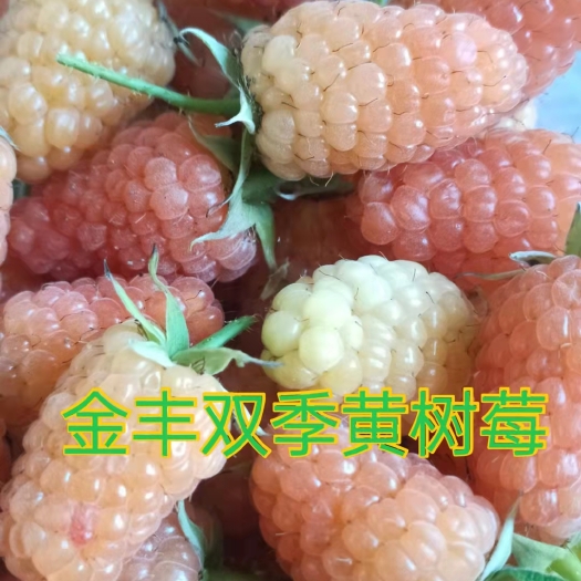黄树莓苗