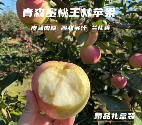 大连【果期结束】大连青森水蜜桃王林苹果 超脆甜苹果 非红富士苹果