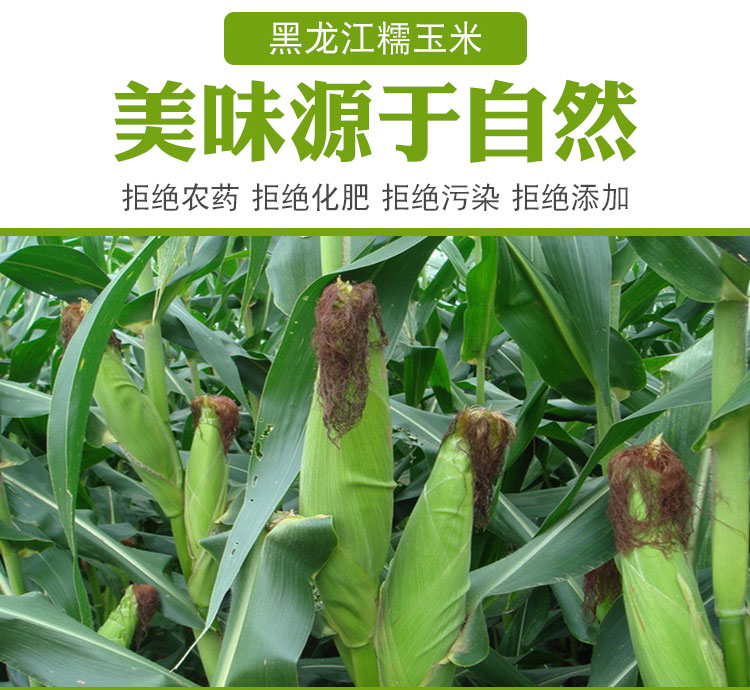 2023年应季东北白糯玉米，甜糯可口