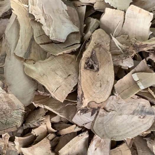 长期供应｛毛冬青根｝可批量可零售量大从优【包邮】
