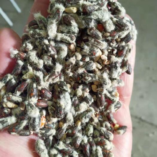 库尔勒市棉籽 出售库尔勒光籽，毛籽，有的联系