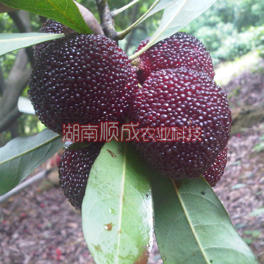 益阳嫁接杨梅树苗 乌梅优良品种 乌酥杨梅苗 果大 味浓甜