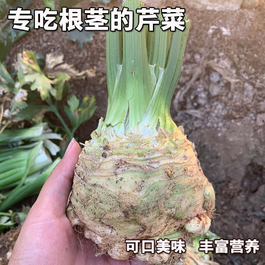 根芹种子  根芹菜种子 球茎 四季早熟食用芹菜籽块芹菜根洋芹