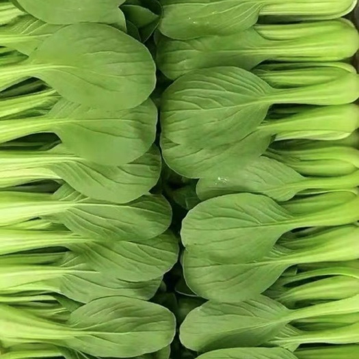 上海青 精品小青菜，食堂小青菜  南通蔬菜基地常年供应叶子菜