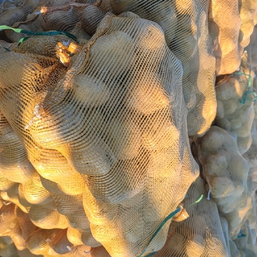 阳原县 小白花 226土豆