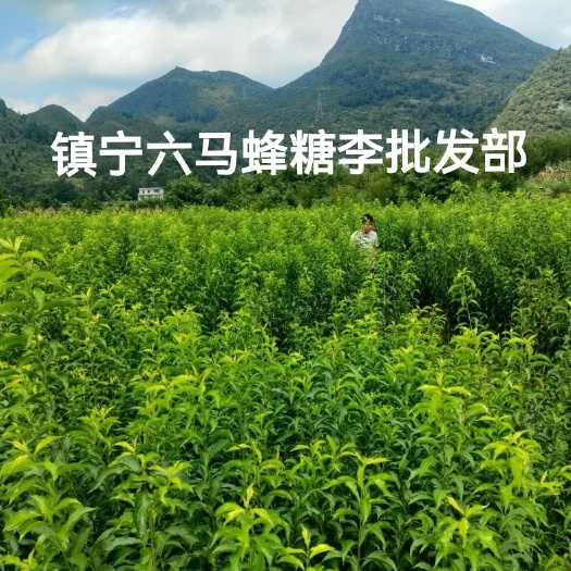 镇宁县蜂糖李树苗  镇宁六马蜂糖李苗木批发六马蜂糖李苗木