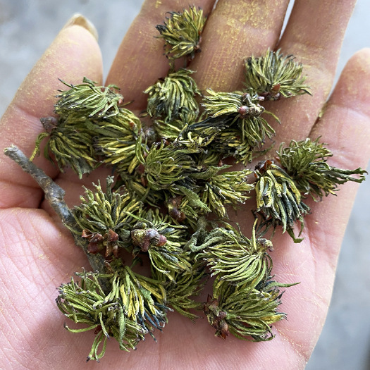 康县朵形的杜仲雄花茶 花粉多