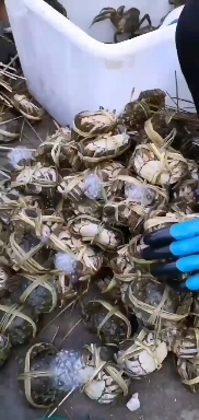 天门市大闸蟹 螃蟹