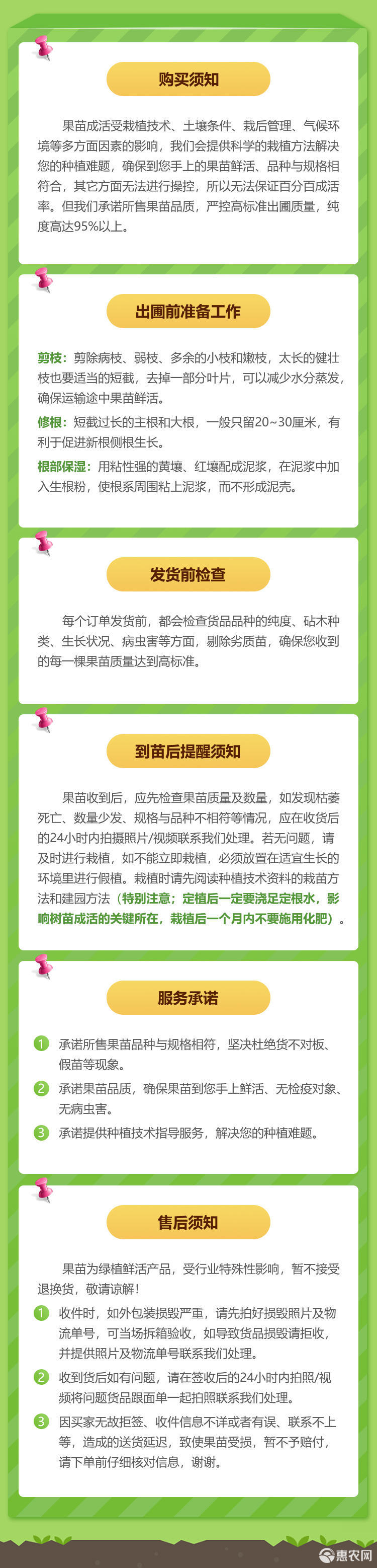 无核沃柑苗 晚熟沃柑 多汁味甜 细嫩化渣 果大无核