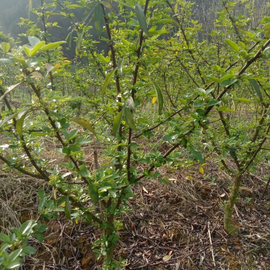金堂县大红袍花椒苗 藤椒，花椒 大苗4公分以上挂果树