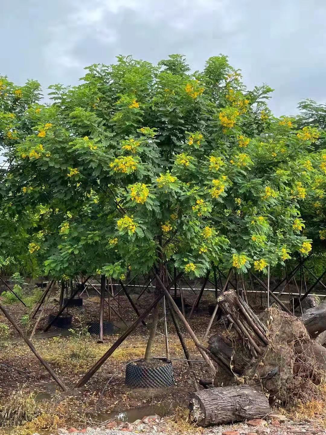  黃花槐大型苗木綠植苗場直銷