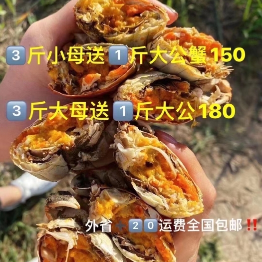 绥中县 正宗盘锦稻田蟹
