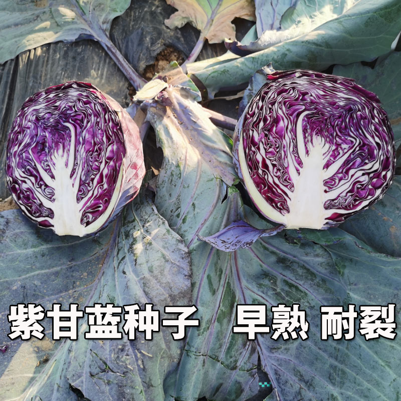 紫甘蓝种子 紫卷心菜 早熟耐裂 包菜种子 夏秋季农田露地